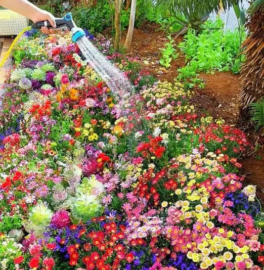 Buy Varieties of Flower Seeds (Pack of 100) And Get Plant Growth Supplement Free